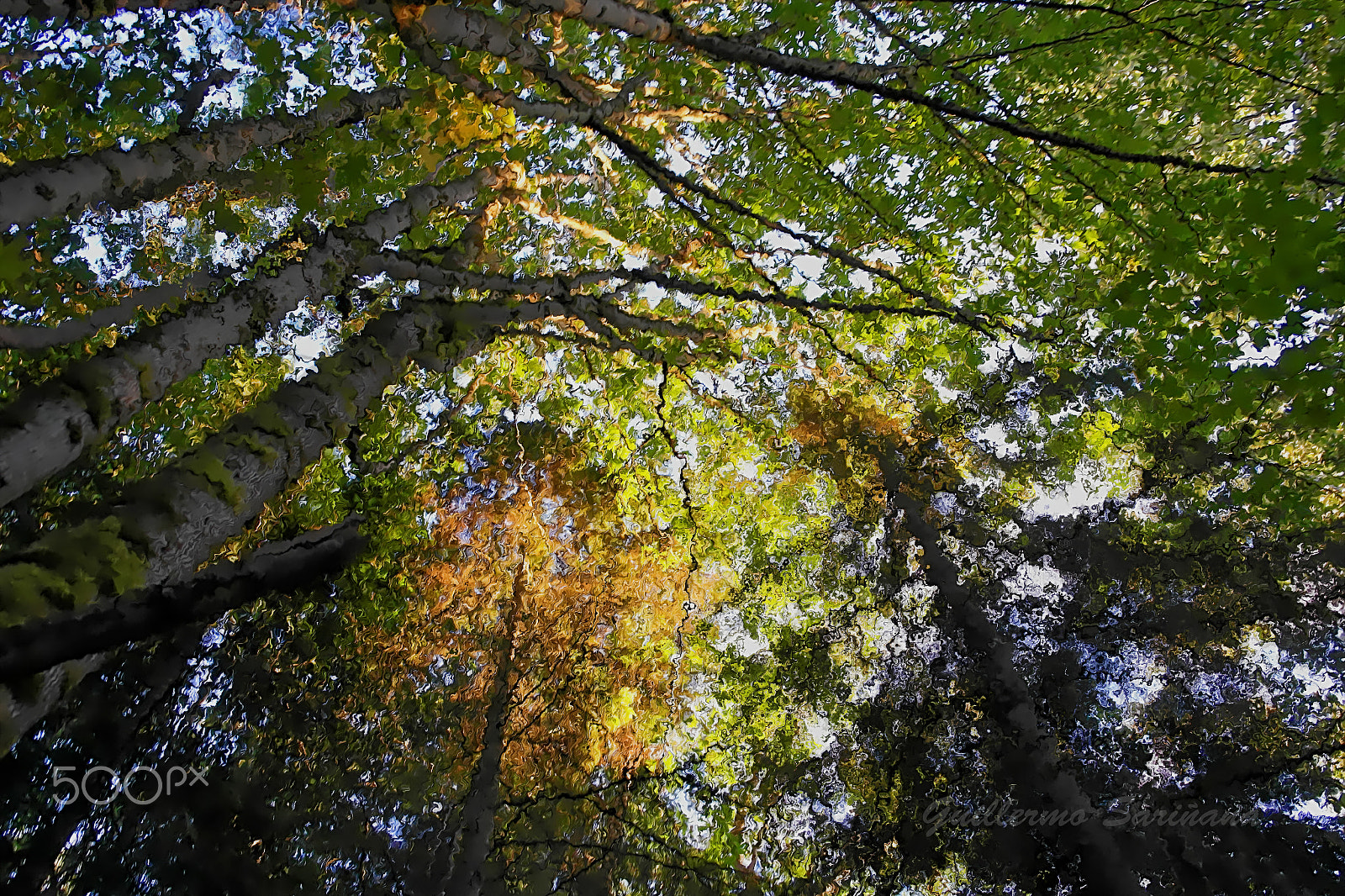 Samsung NX1000 sample photo. Trees photography