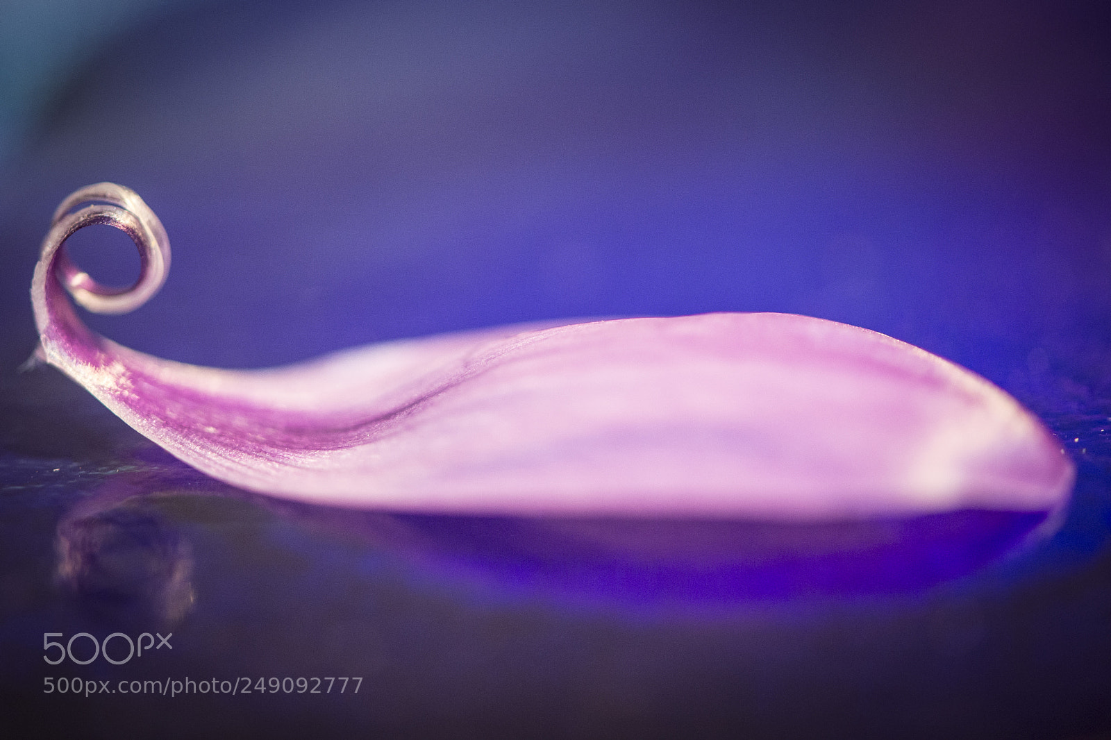 Nikon D600 sample photo. Violet photography