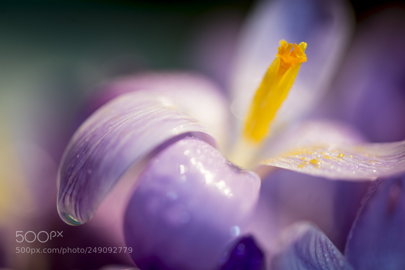 Nikon D600 sample photo. Violet photography
