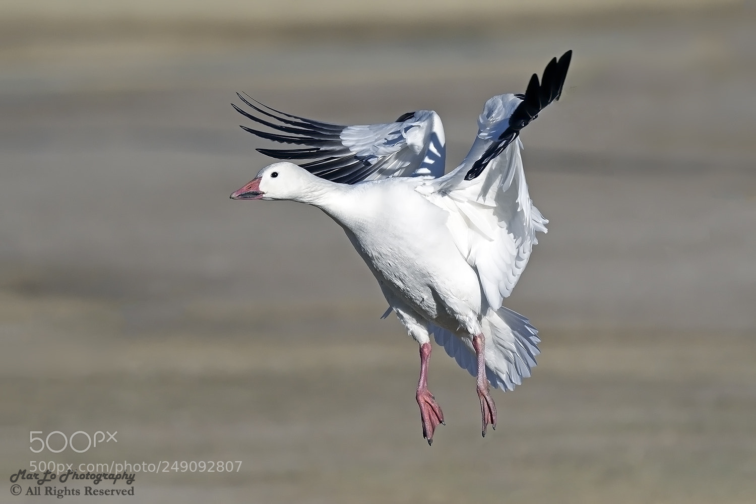 Nikon D500 sample photo. Snow goose landing photography
