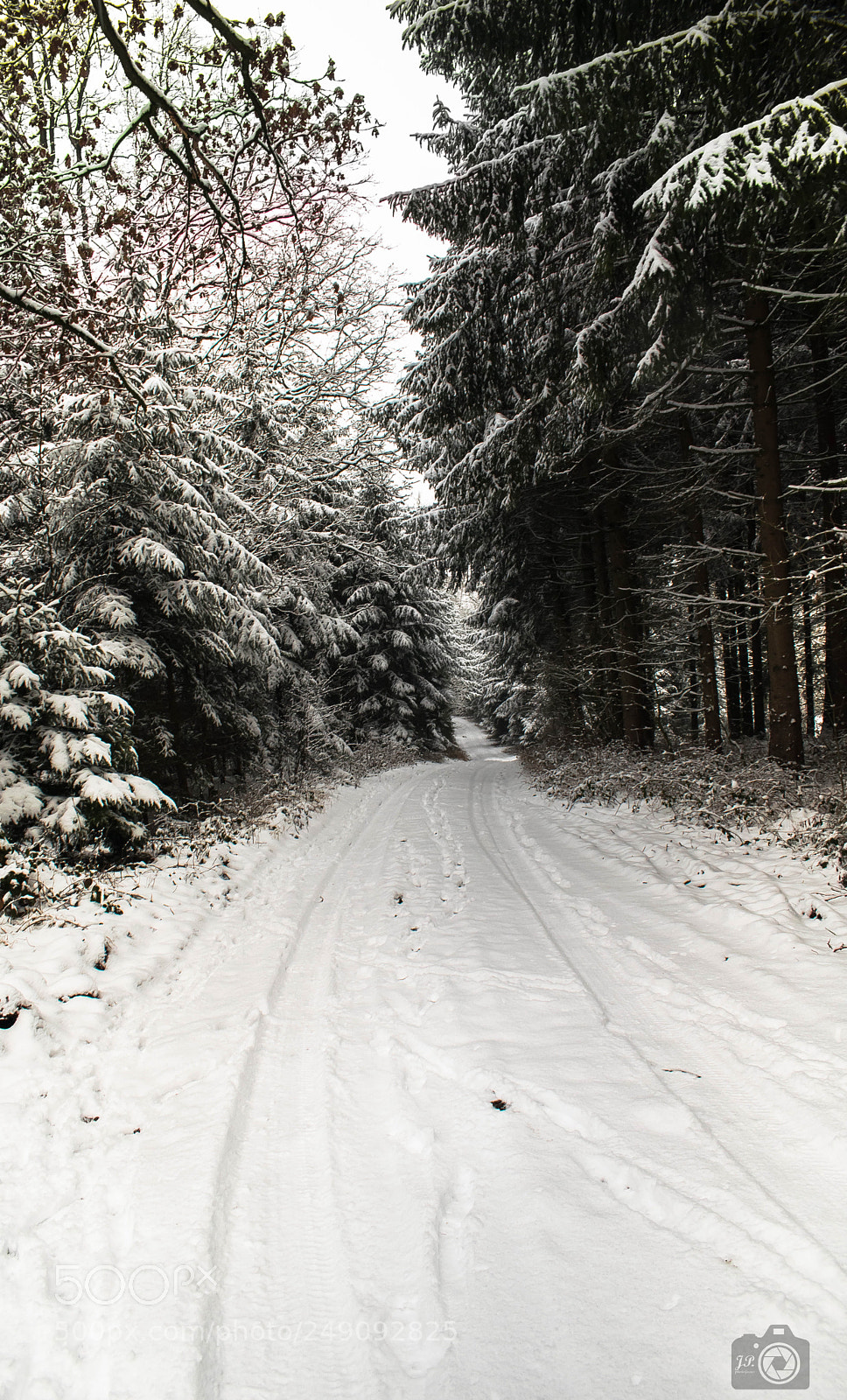 Nikon D3300 sample photo. Snowing forest photography