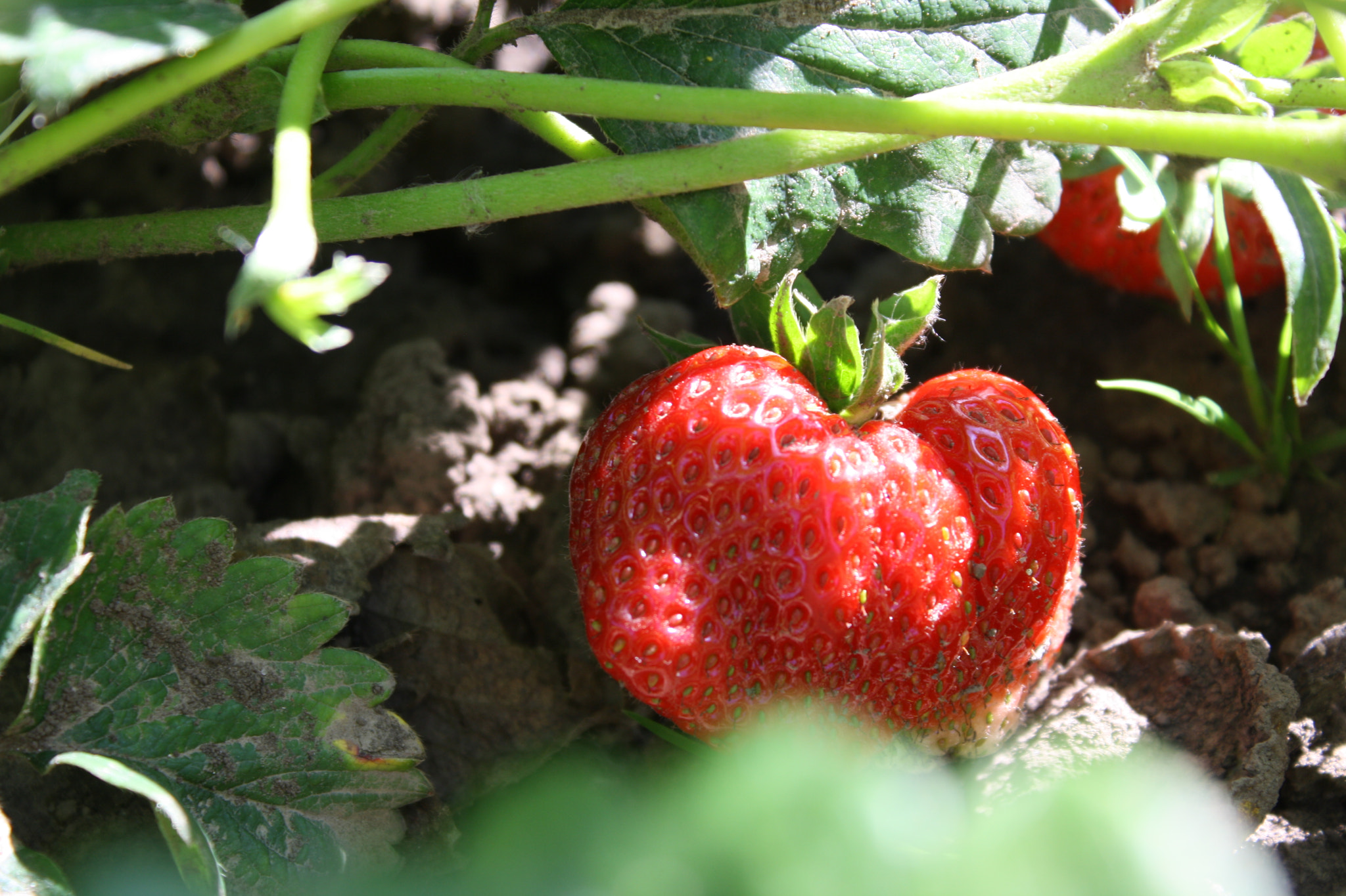 Canon EOS 1000D (EOS Digital Rebel XS / EOS Kiss F) sample photo. Strawberry photography
