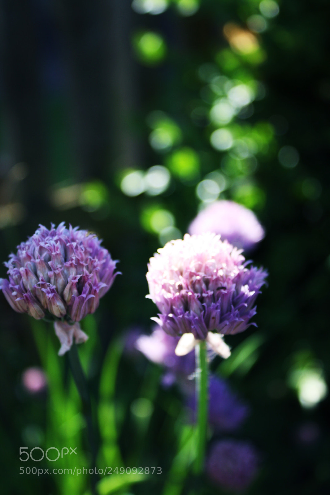 Canon EOS 1000D (EOS Digital Rebel XS / EOS Kiss F) sample photo. Chive flowers photography