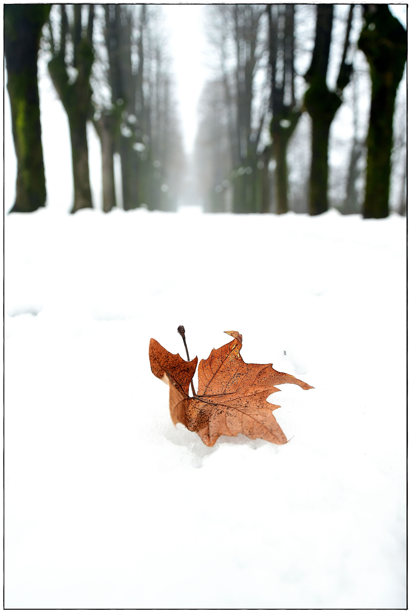 Nikon D5500 sample photo. Minimal in the snow photography