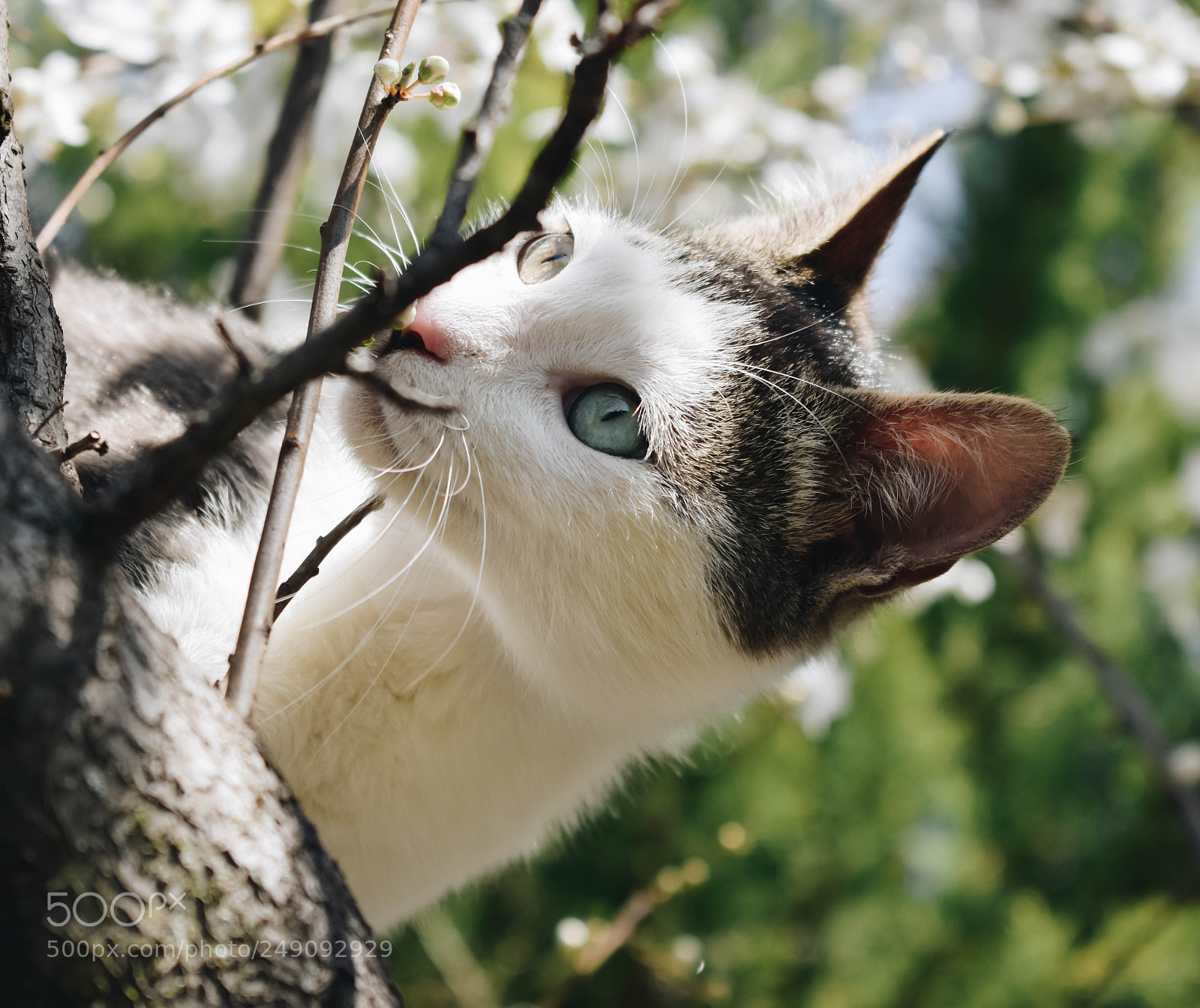 Nikon D3400 sample photo. Cat-husky photography