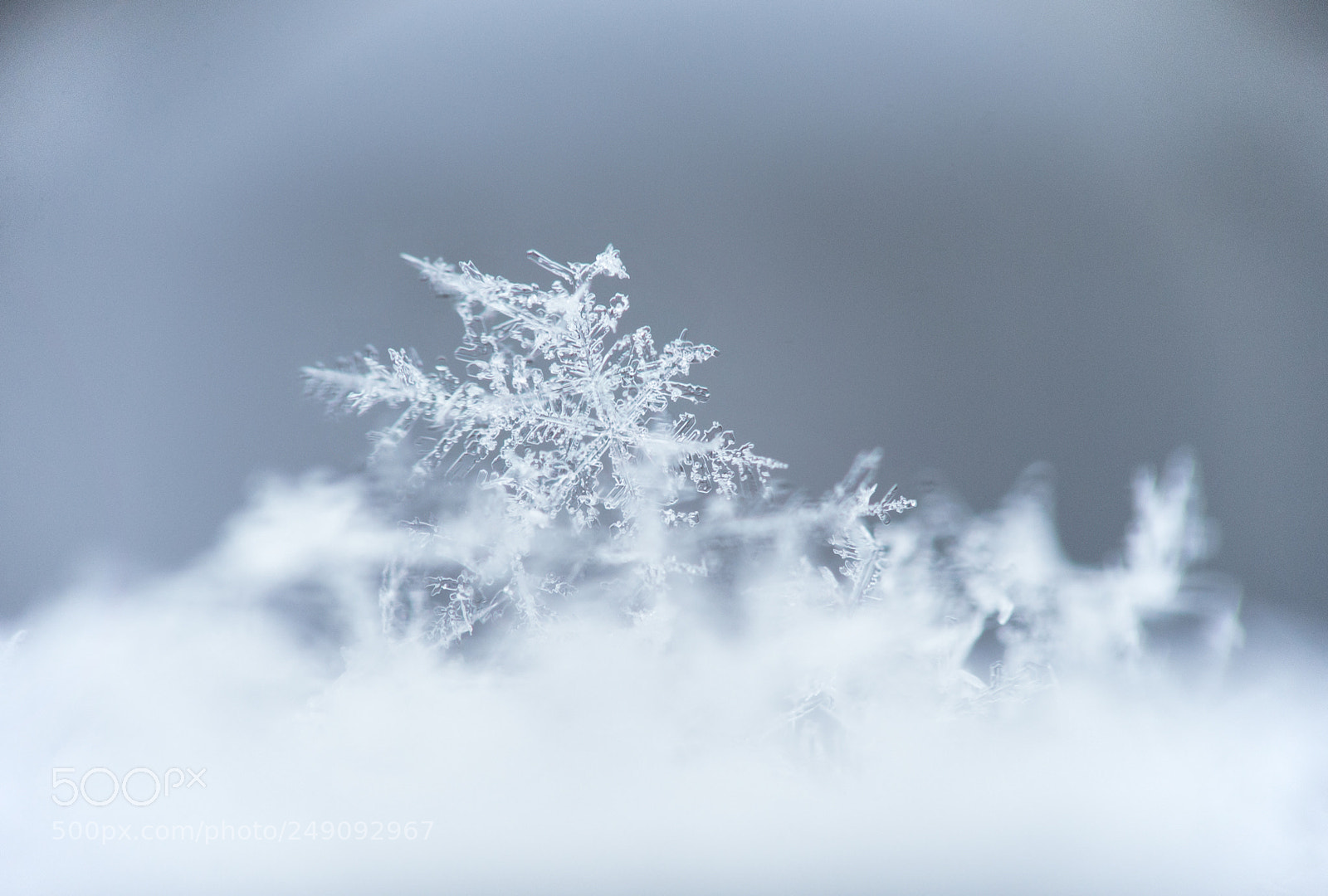 Nikon D600 sample photo. Snowflakes photography
