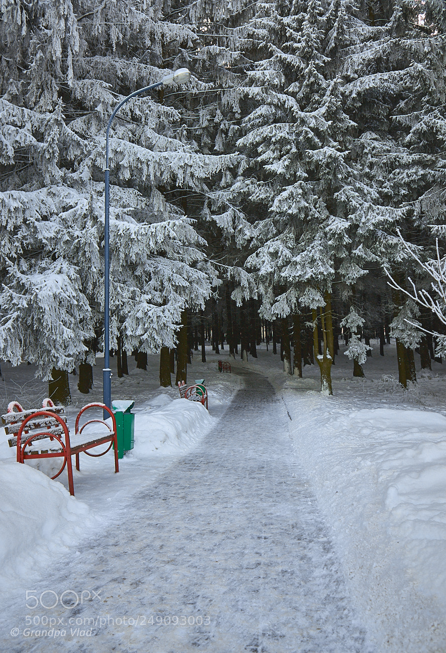Canon EOS 1100D (EOS Rebel T3 / EOS Kiss X50) sample photo. Winter forest park... photography