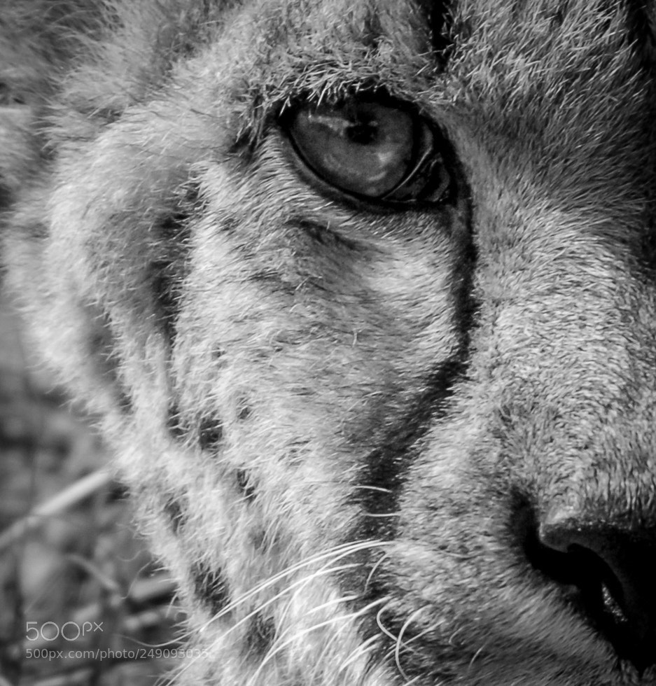 Nikon D200 sample photo. Cheetah photography