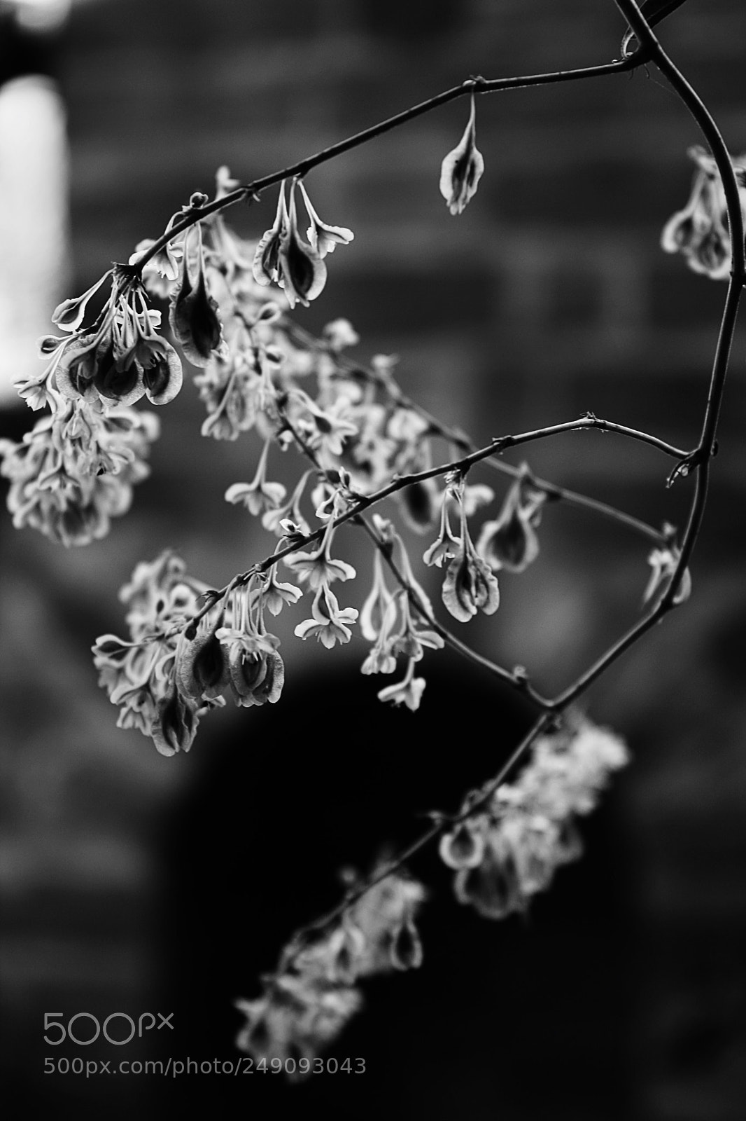 Canon EOS 1000D (EOS Digital Rebel XS / EOS Kiss F) sample photo. Monochrome photography