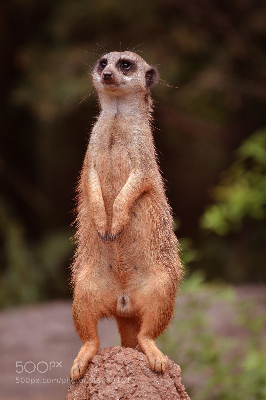 Nikon D3100 sample photo. Meercat photography