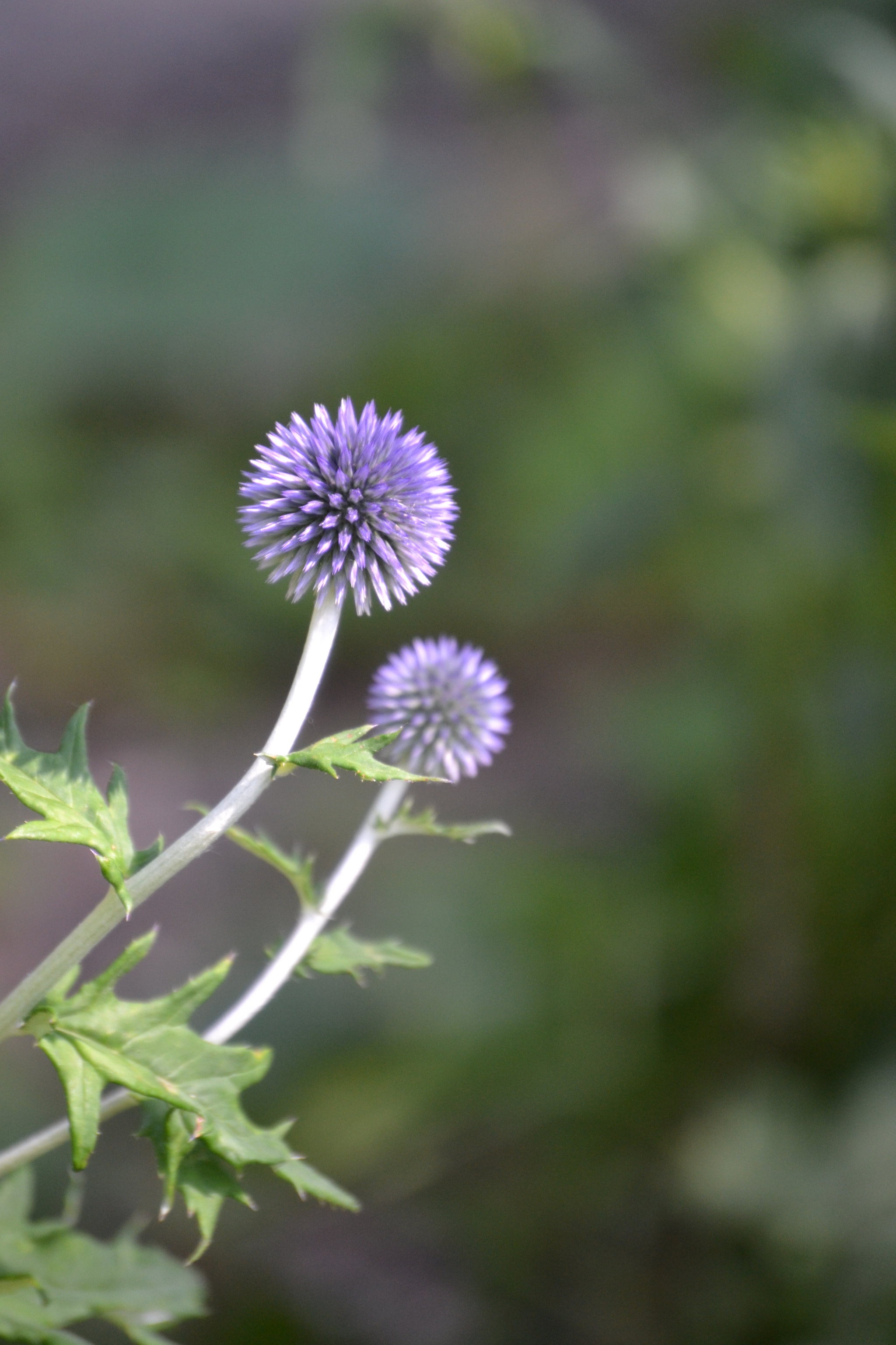 Nikon D3100 sample photo. Thistle purple photography