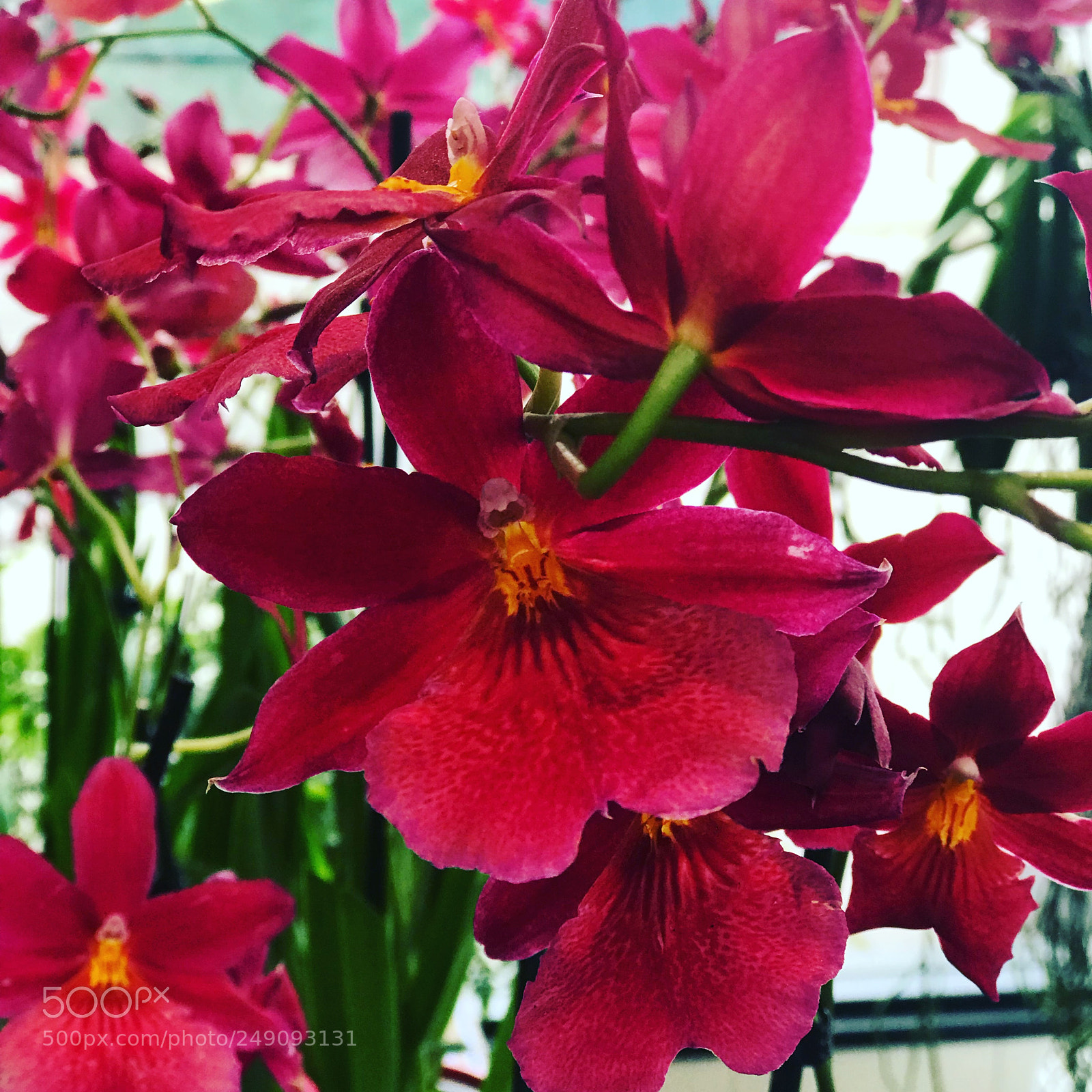 Apple iPhone 7 Plus sample photo. Untitled photography