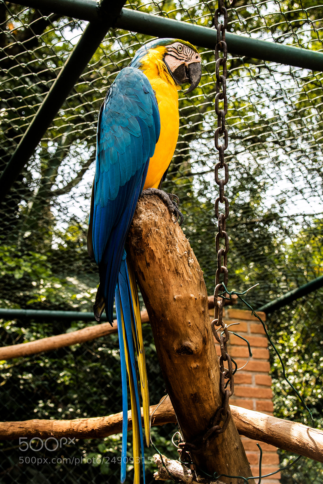 Canon EOS M3 sample photo. Araras photography