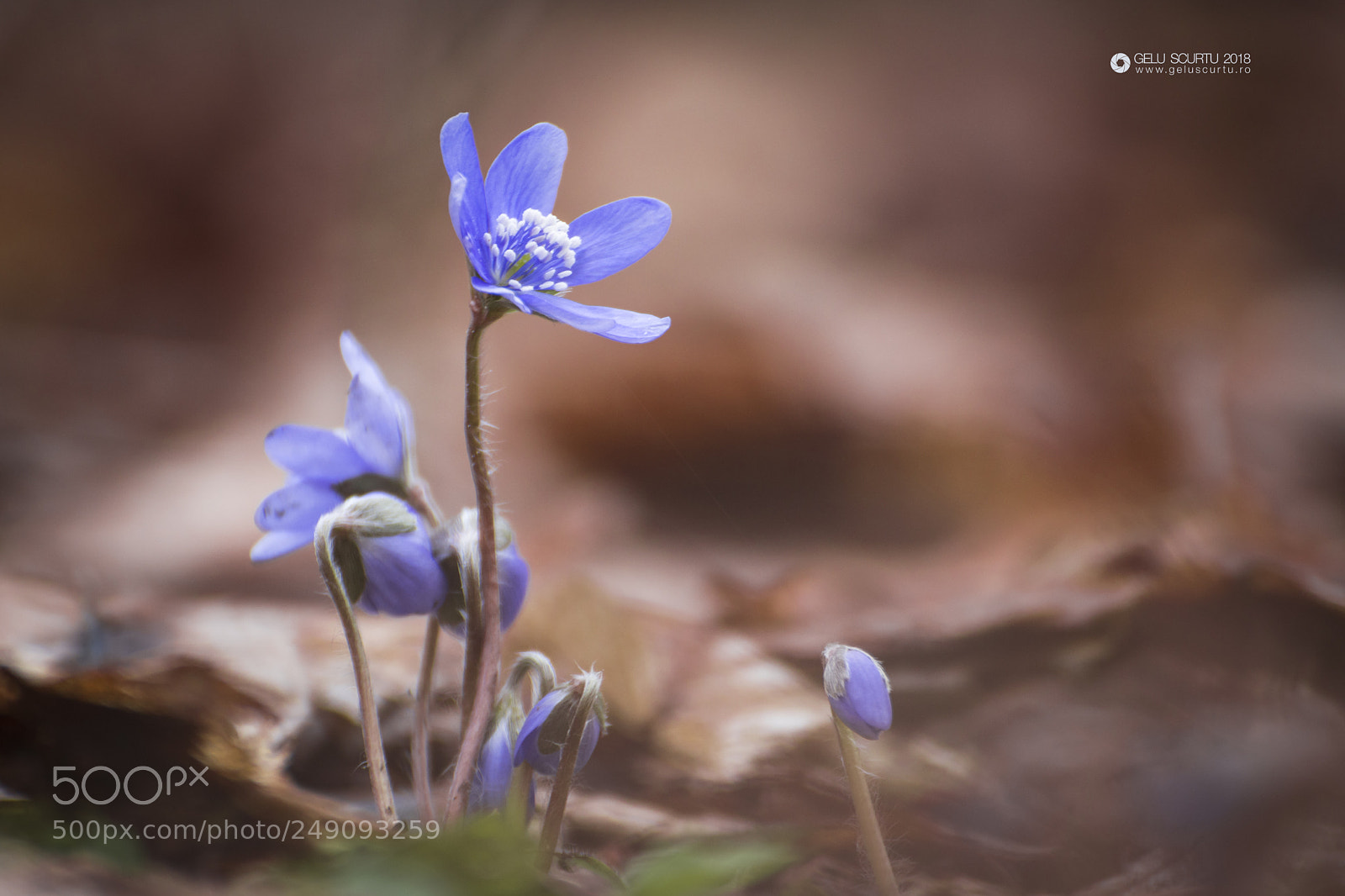 Nikon D7200 sample photo. Spring photography