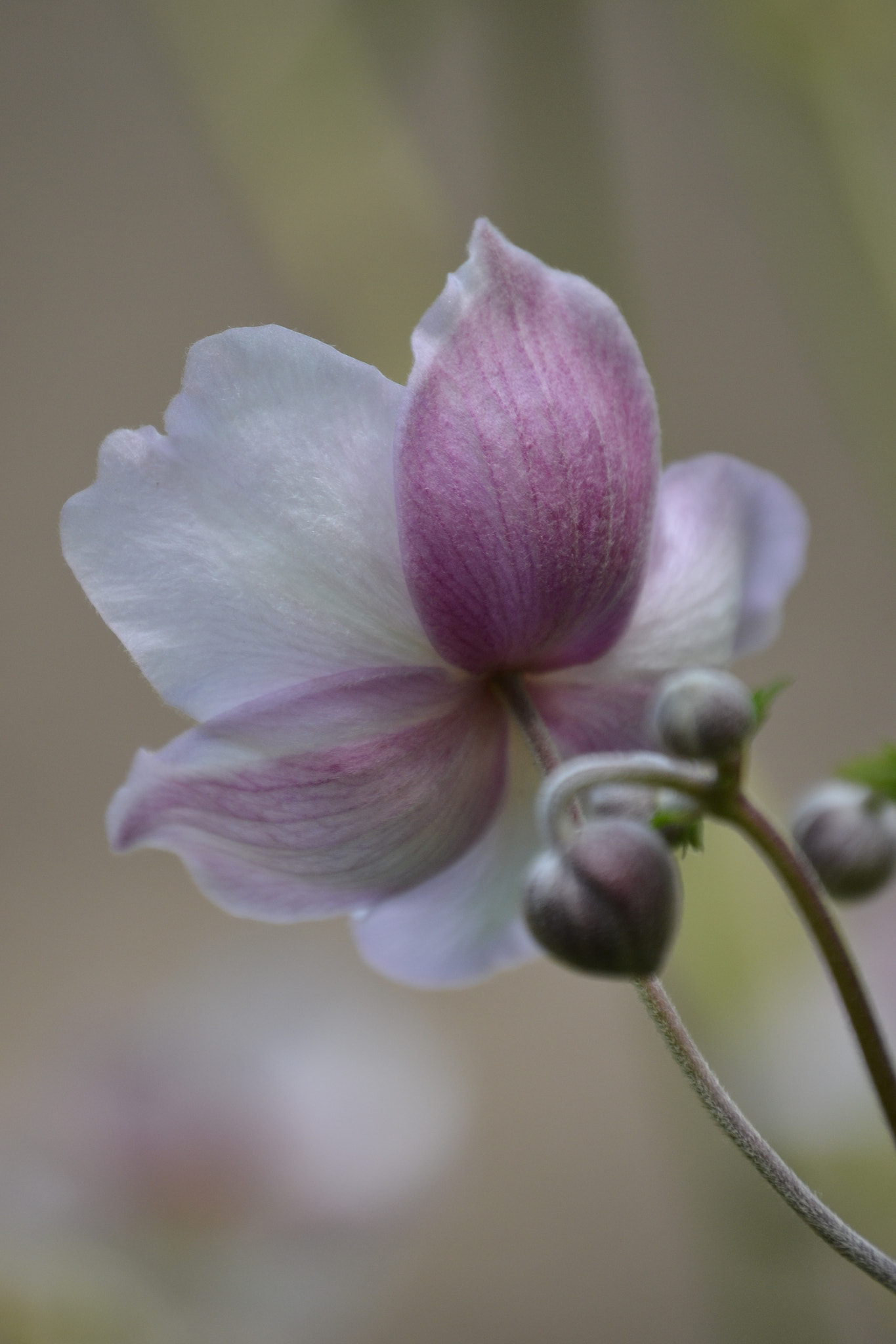 Nikon D3100 sample photo. Flößer rosé photography