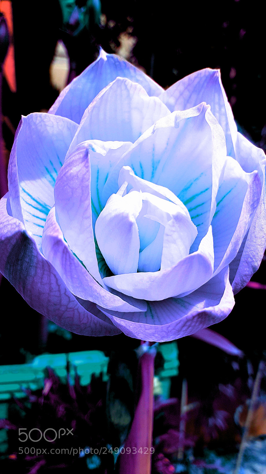 Samsung Galaxy S7 Edge sample photo. Fluorescente flower photography