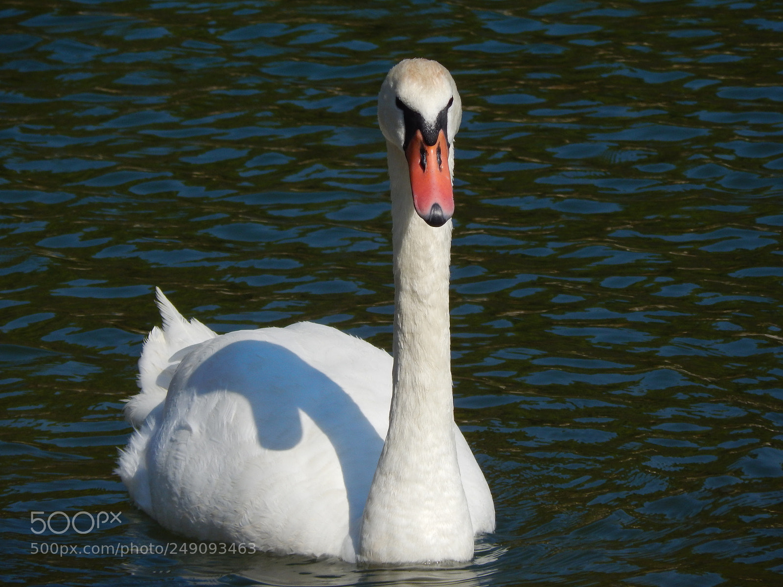 Nikon Coolpix L820 sample photo. White swan photography