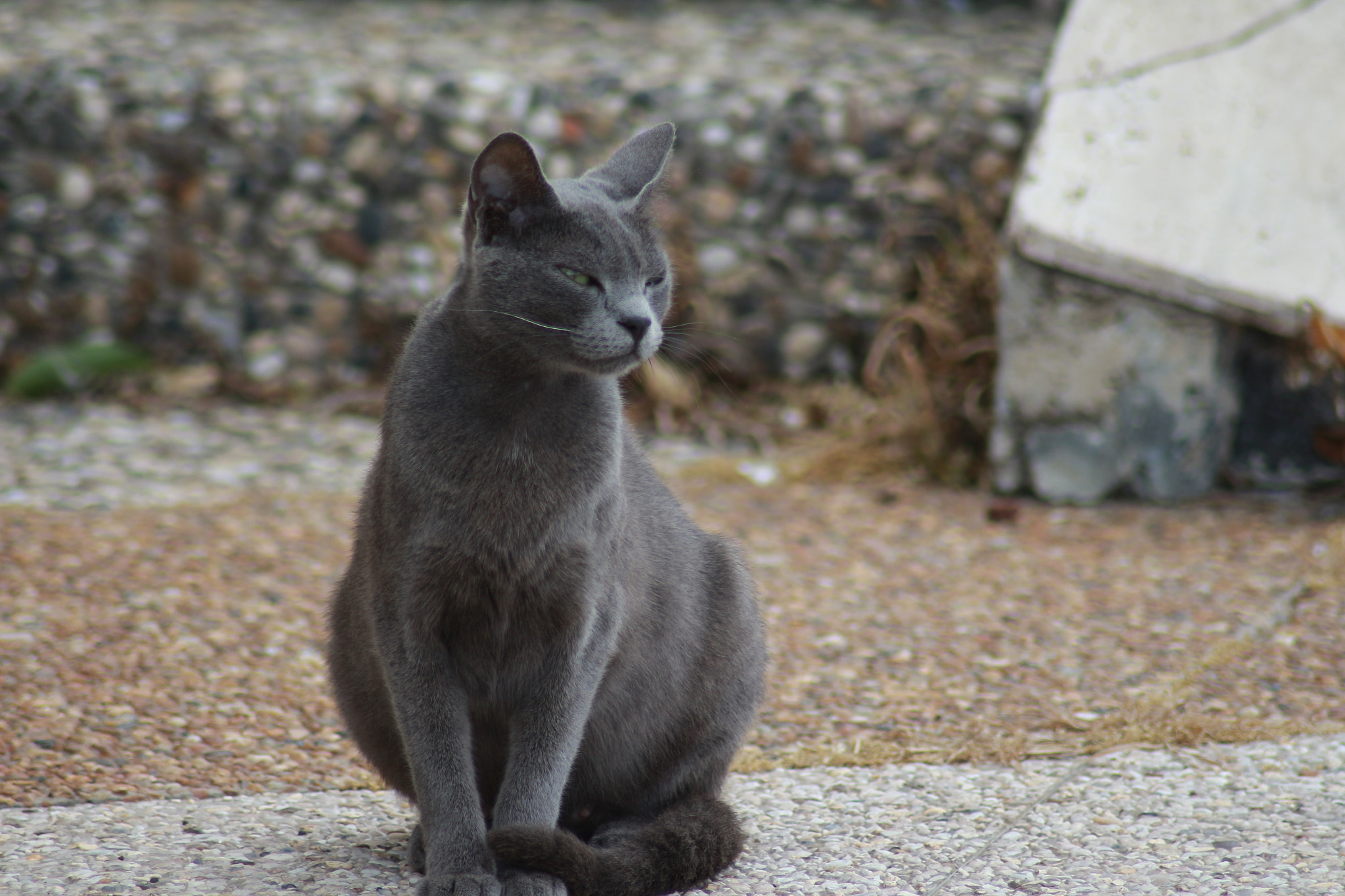 Canon EOS 700D (EOS Rebel T5i / EOS Kiss X7i) sample photo. Wild photography