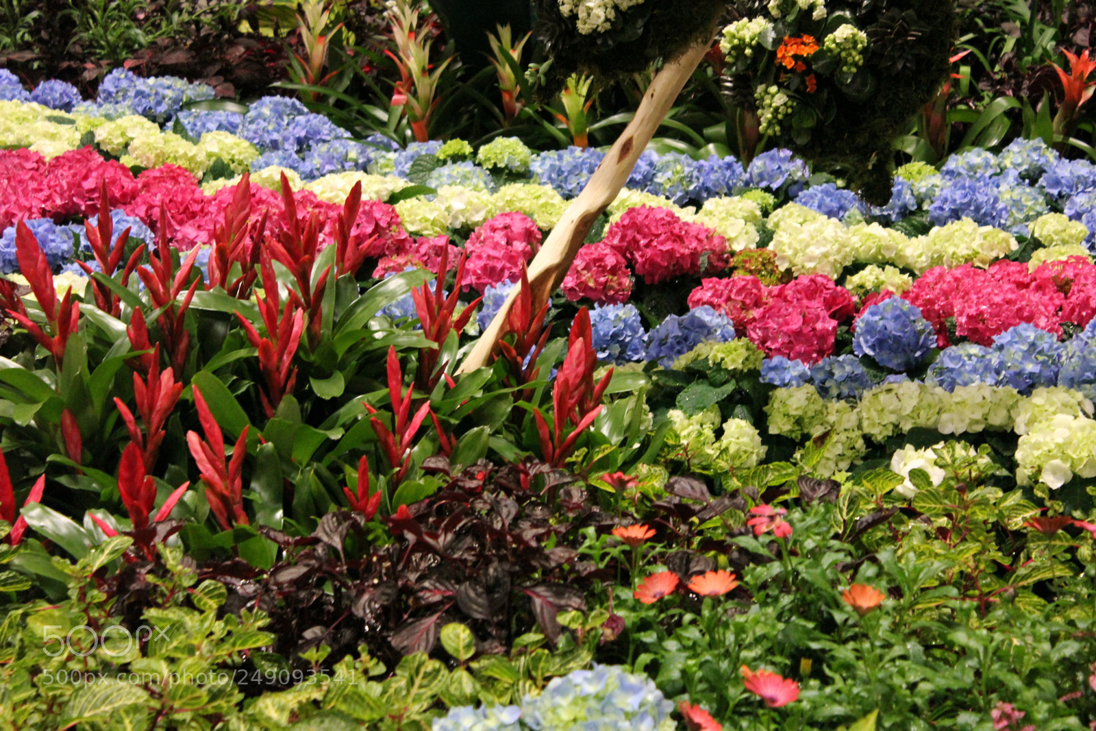 Canon EOS 550D (EOS Rebel T2i / EOS Kiss X4) sample photo. Canada blooms, toronto, ontario photography