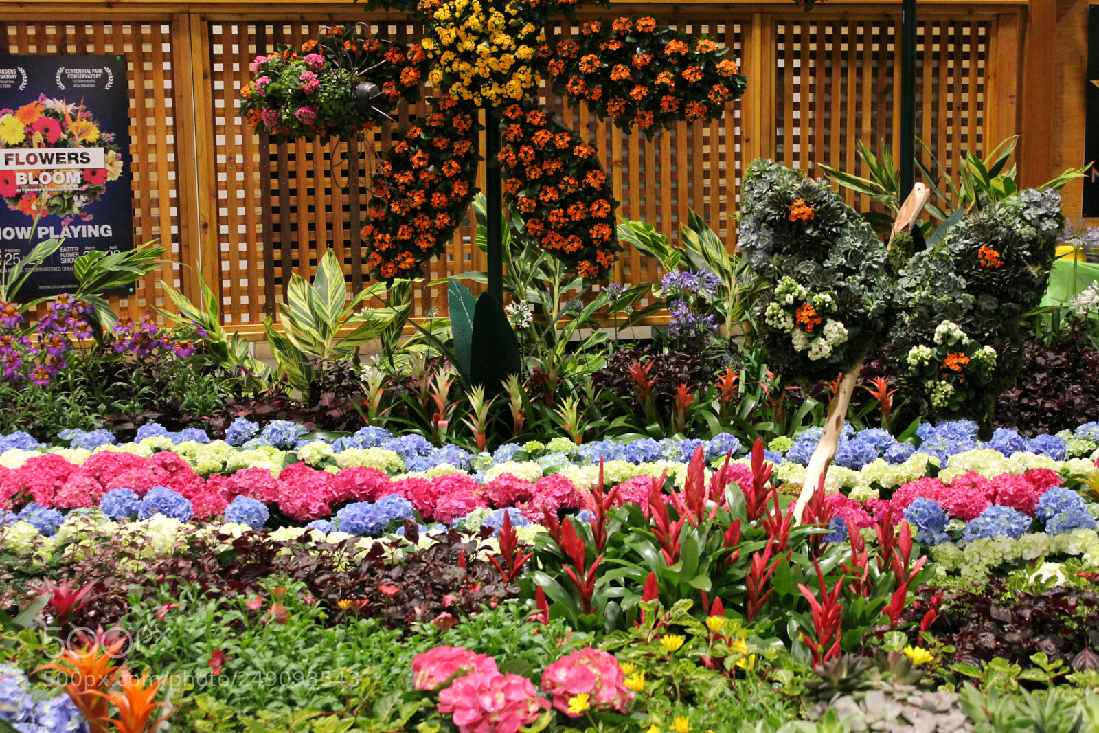 Canon EOS 550D (EOS Rebel T2i / EOS Kiss X4) sample photo. Canada blooms, toronto, ontario photography