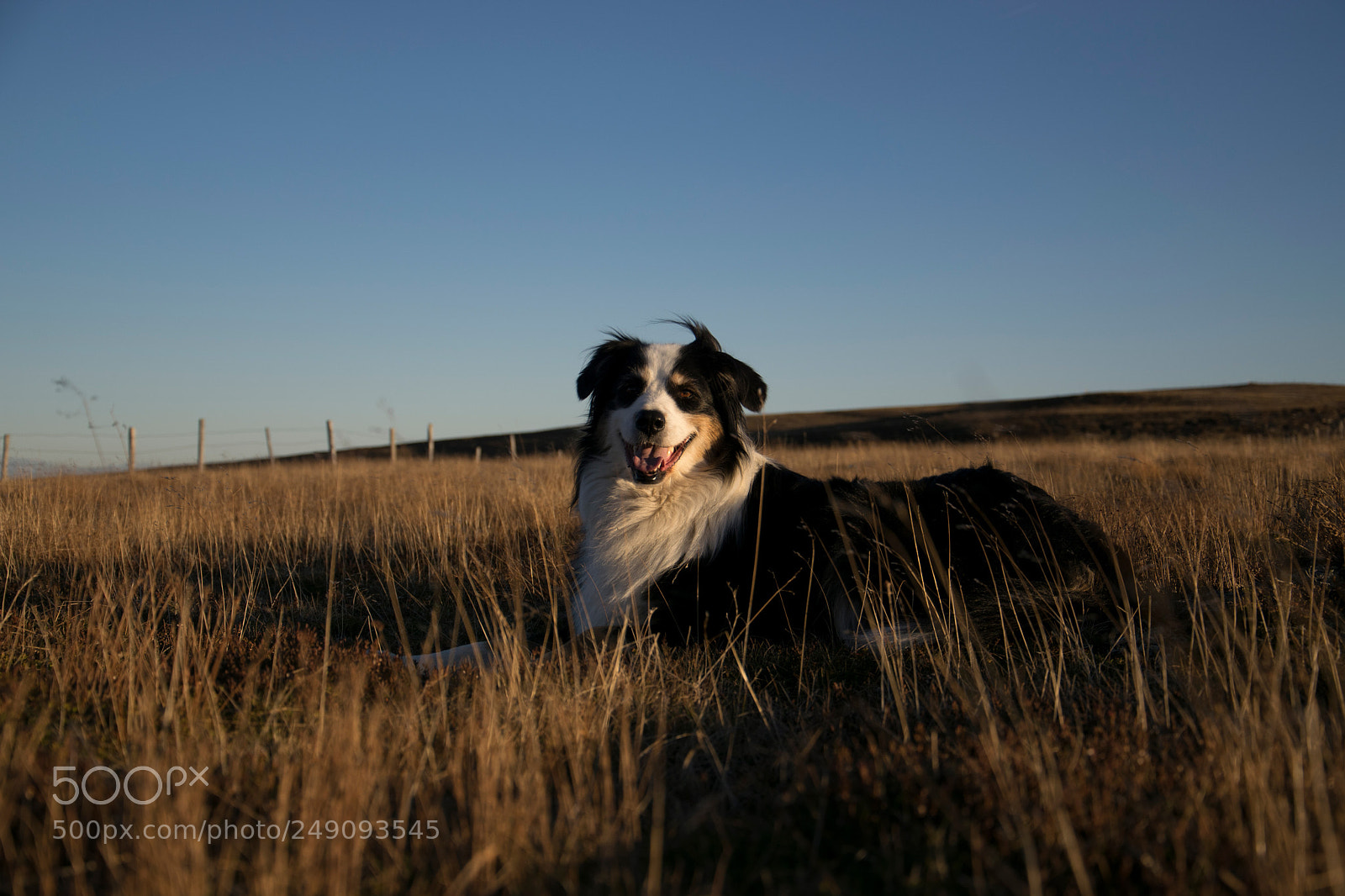 Nikon D3300 sample photo. My dog doing some photography