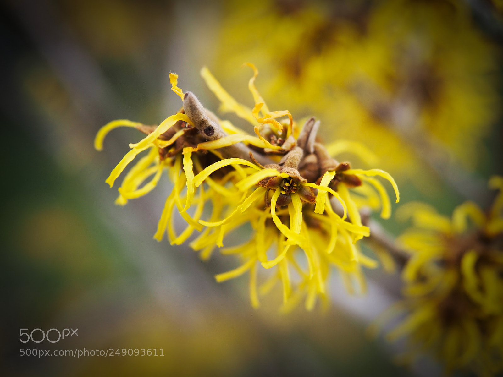 Olympus PEN E-PL5 sample photo. Yellow witch hazel photography