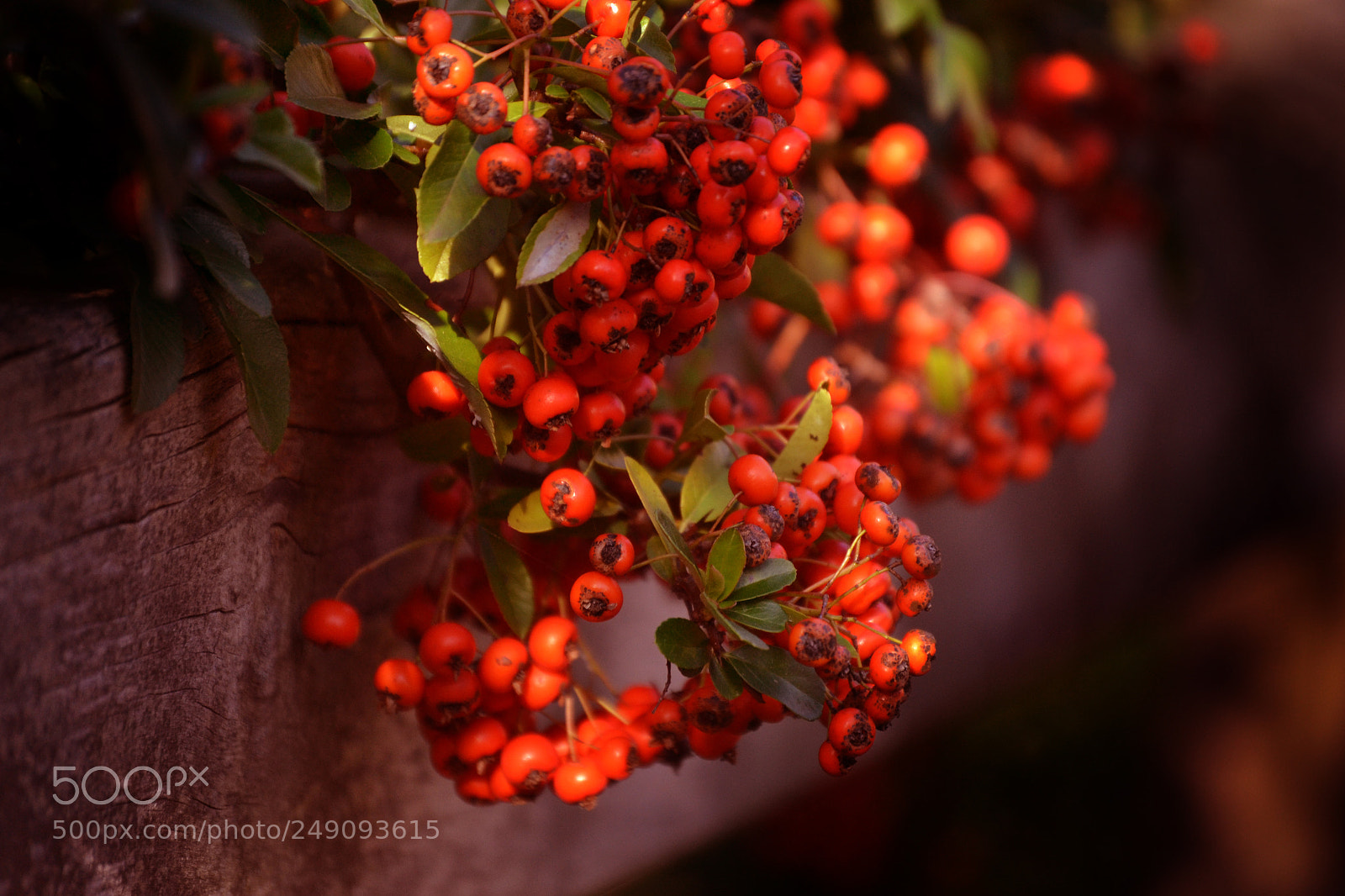 Nikon D3100 sample photo. Red seeds photography