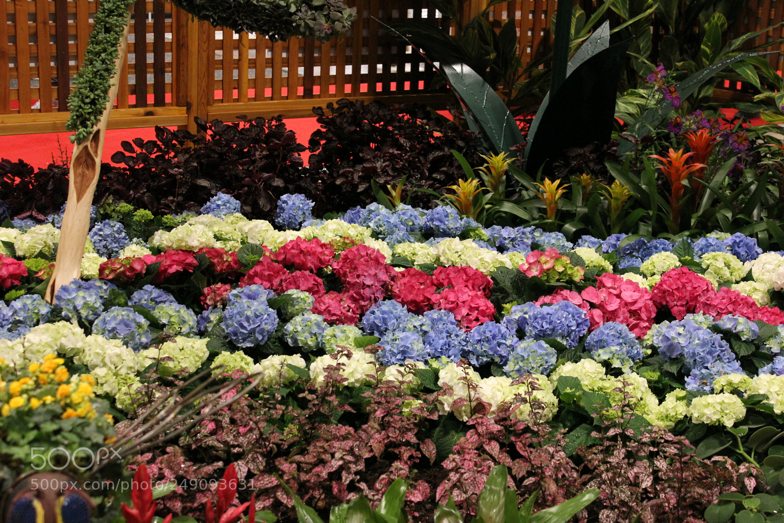 Canon EOS 550D (EOS Rebel T2i / EOS Kiss X4) sample photo. Canada blooms, toronto, ontario photography
