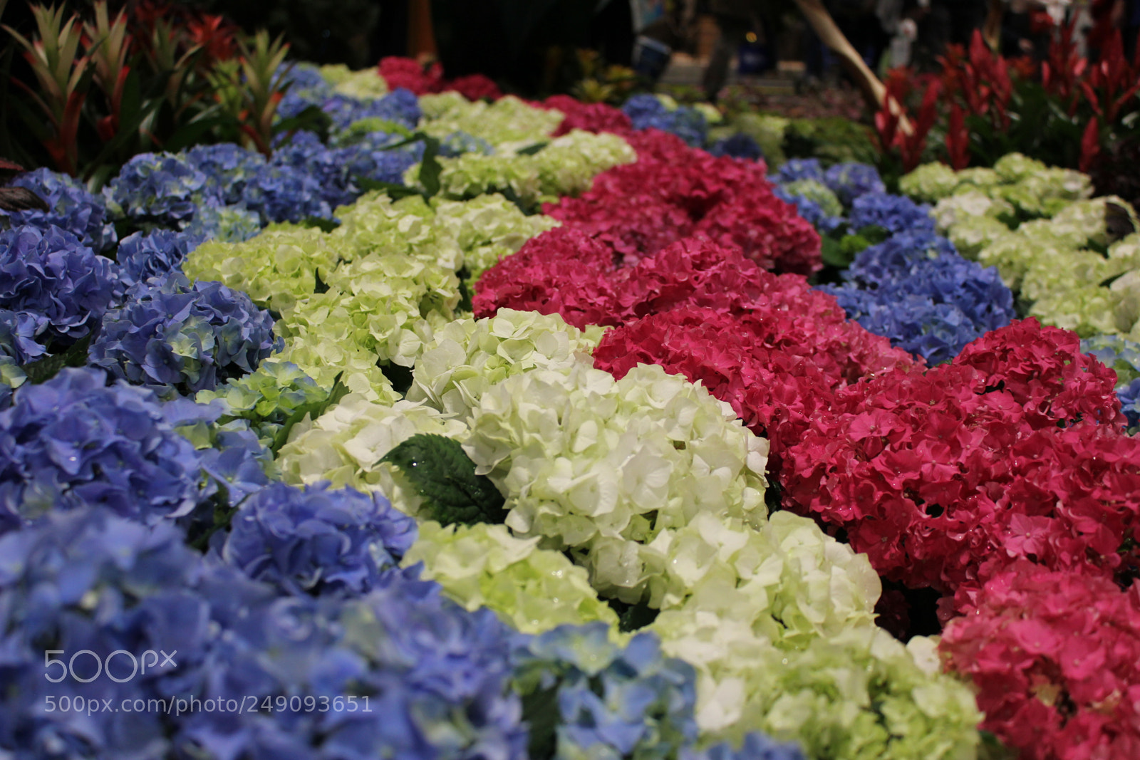 Canon EF-S 18-55mm F3.5-5.6 IS sample photo. Canada blooms, toronto, ontario photography