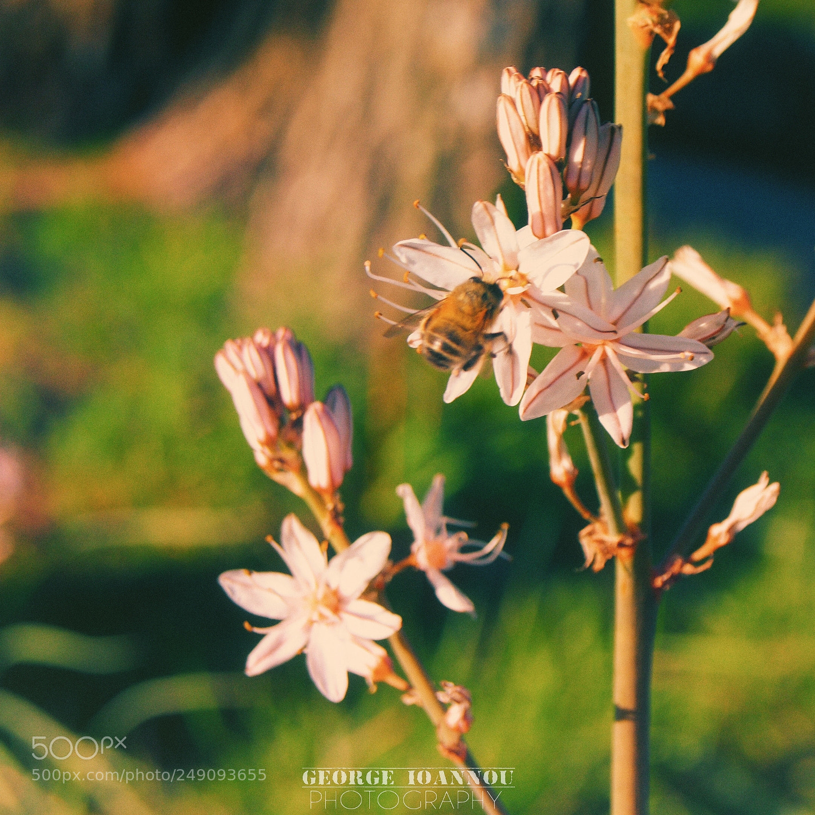 Sony Alpha DSLR-A200 sample photo. Springtime photography