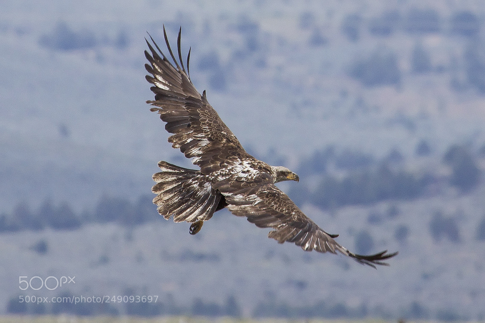 Canon EOS 50D sample photo. Totem in flight photography