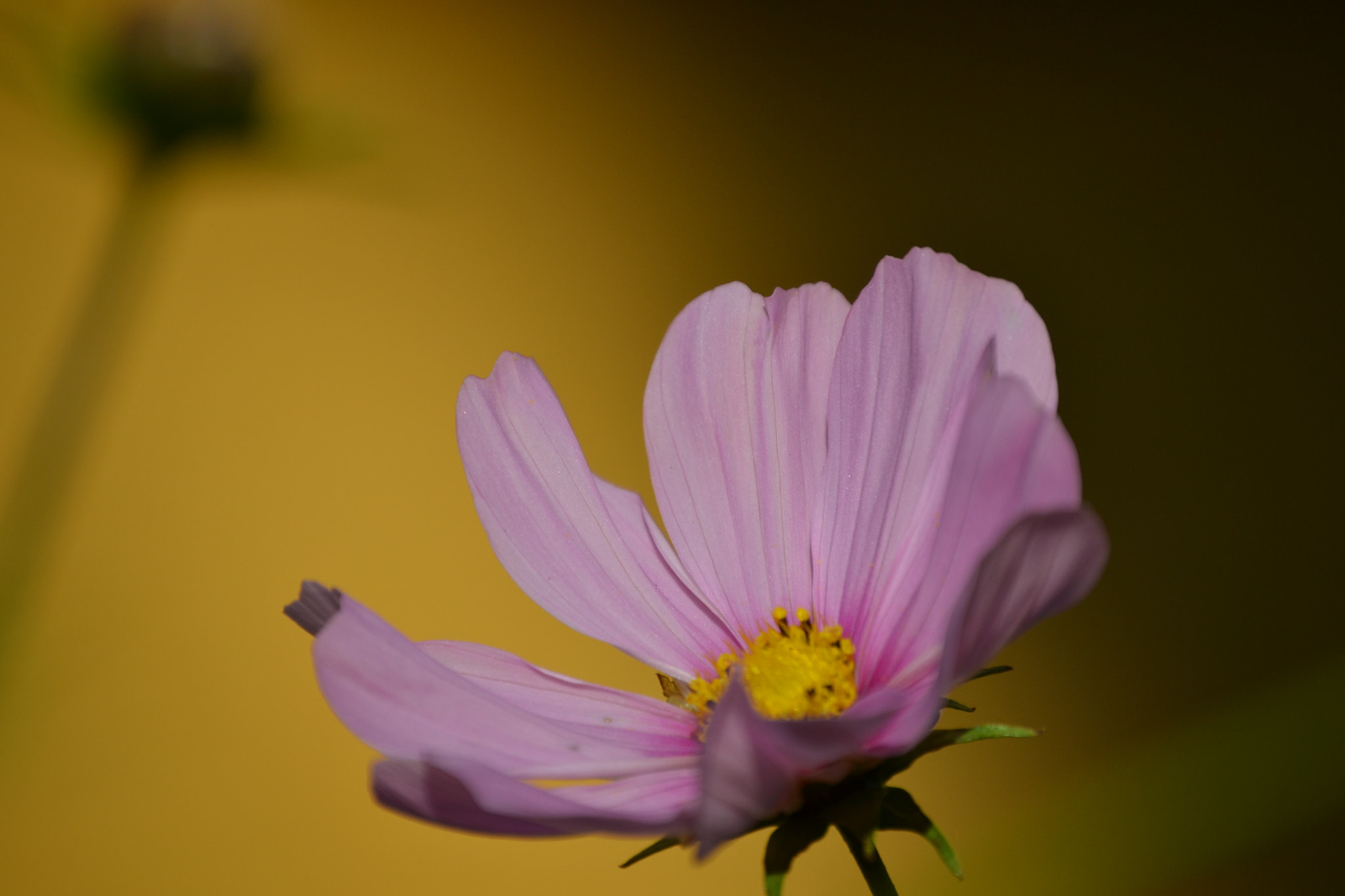 Nikon D3100 sample photo. Pink flower photography