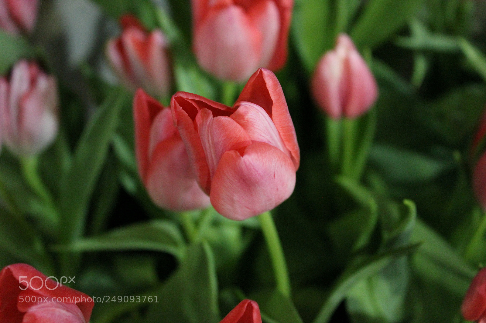 Canon EF-S 18-55mm F3.5-5.6 IS sample photo. Canada blooms, toronto, ontario photography