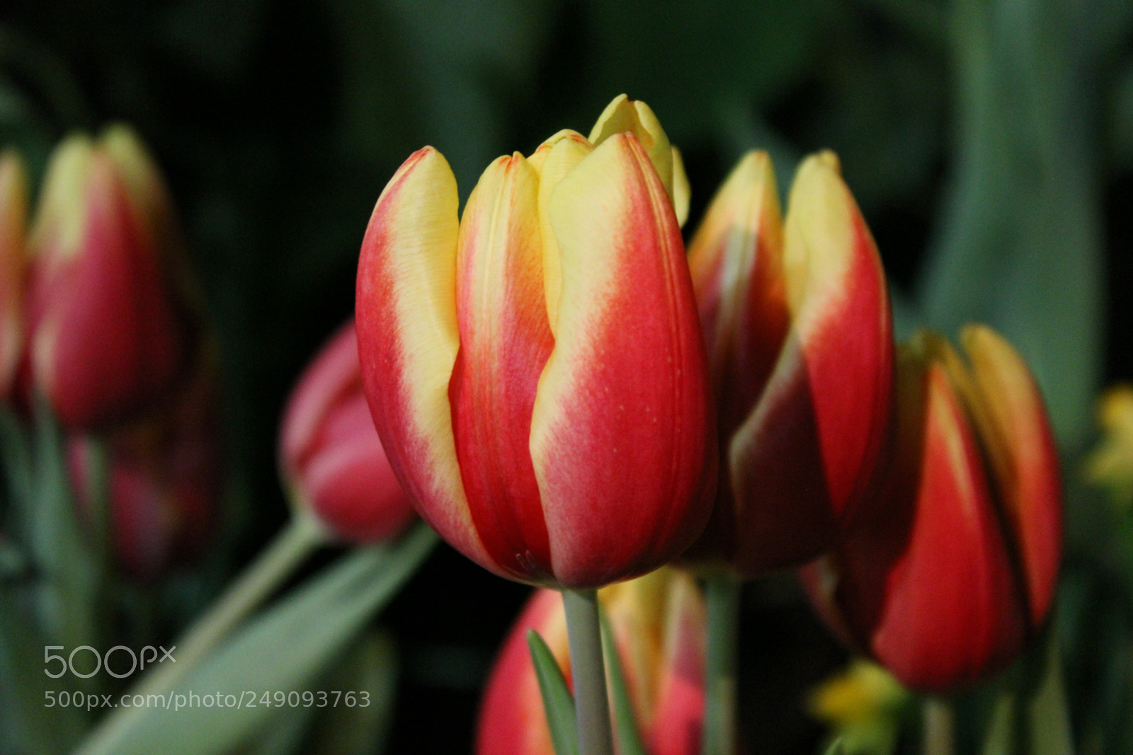 Canon EF-S 18-55mm F3.5-5.6 IS sample photo. Canada blooms, toronto, ontario photography