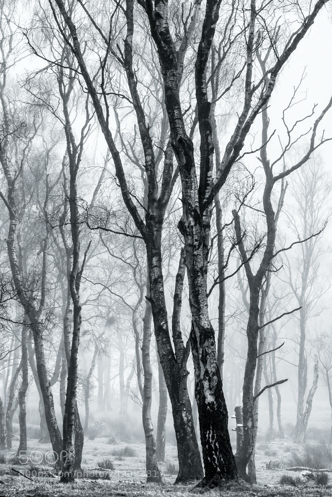 Nikon D810 sample photo. Twists and turns photography