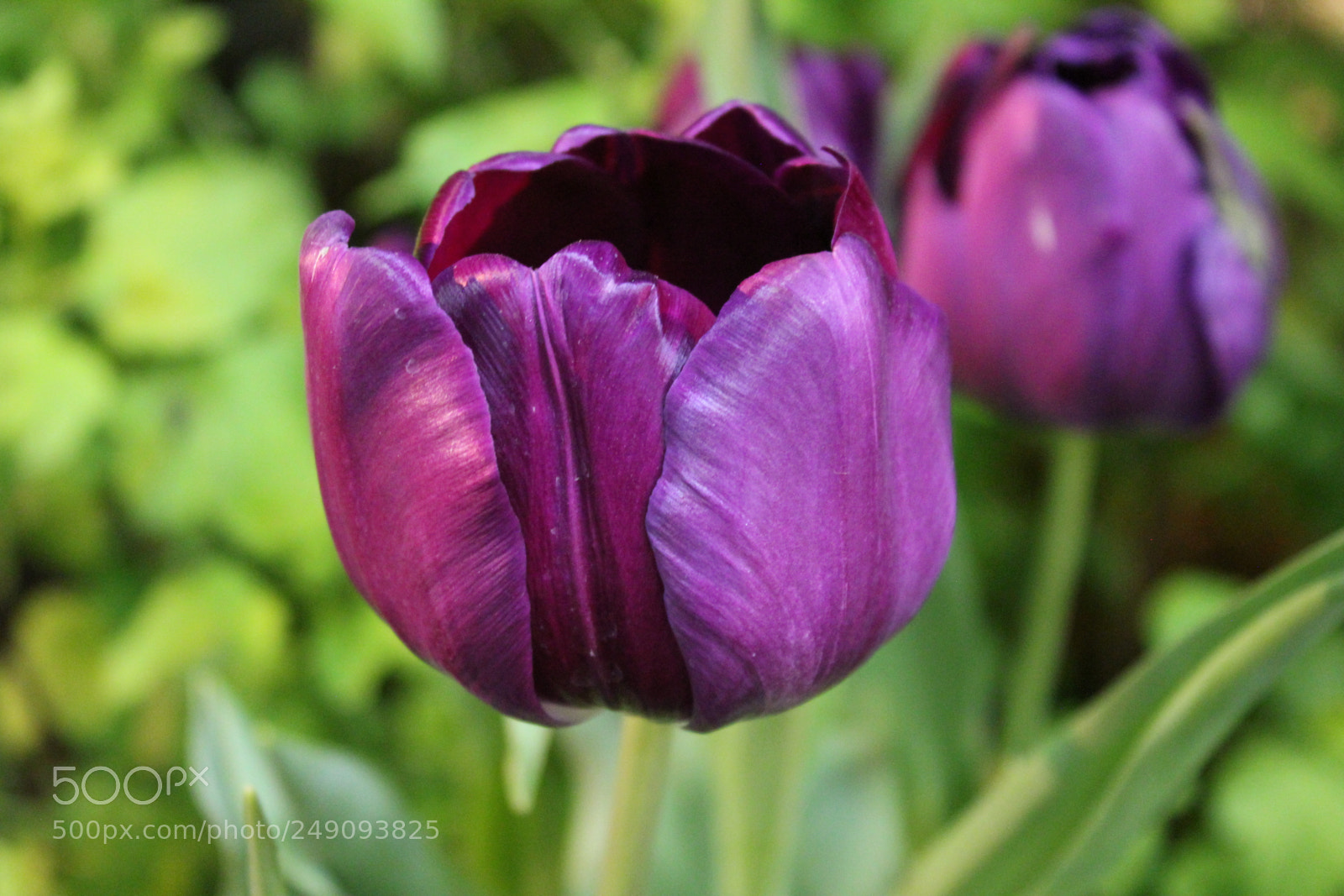 Canon EF-S 18-55mm F3.5-5.6 IS sample photo. Canada blooms, toronto, ontario photography