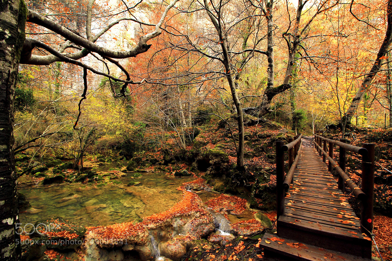 Canon EOS 60D sample photo. Into the woods photography