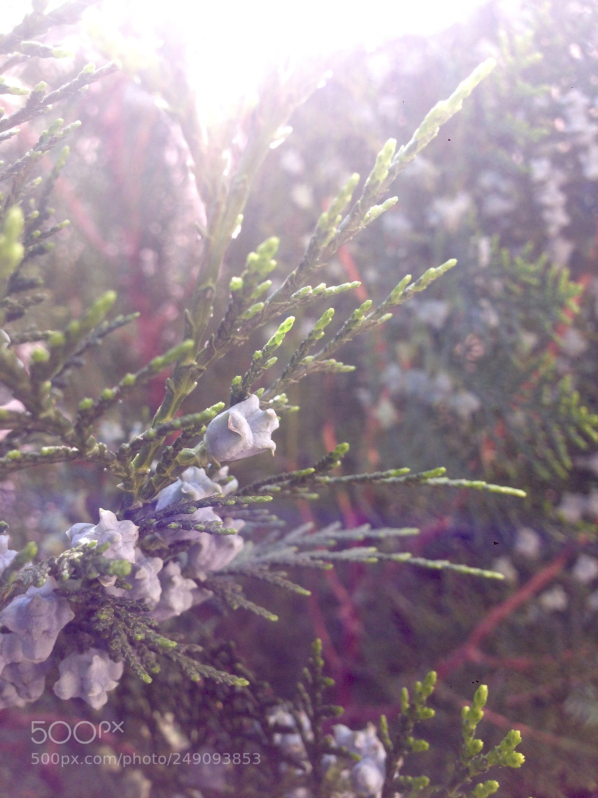 Apple iPhone 5 sample photo. Untitled photography