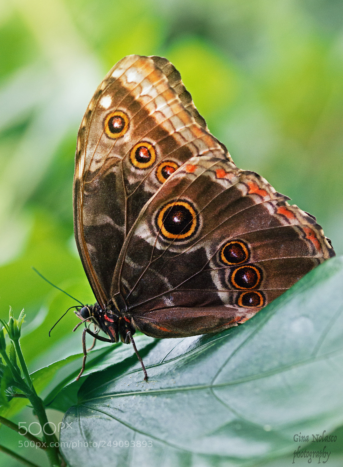 Nikon D3200 sample photo. Blue morpho butterfly (male) photography