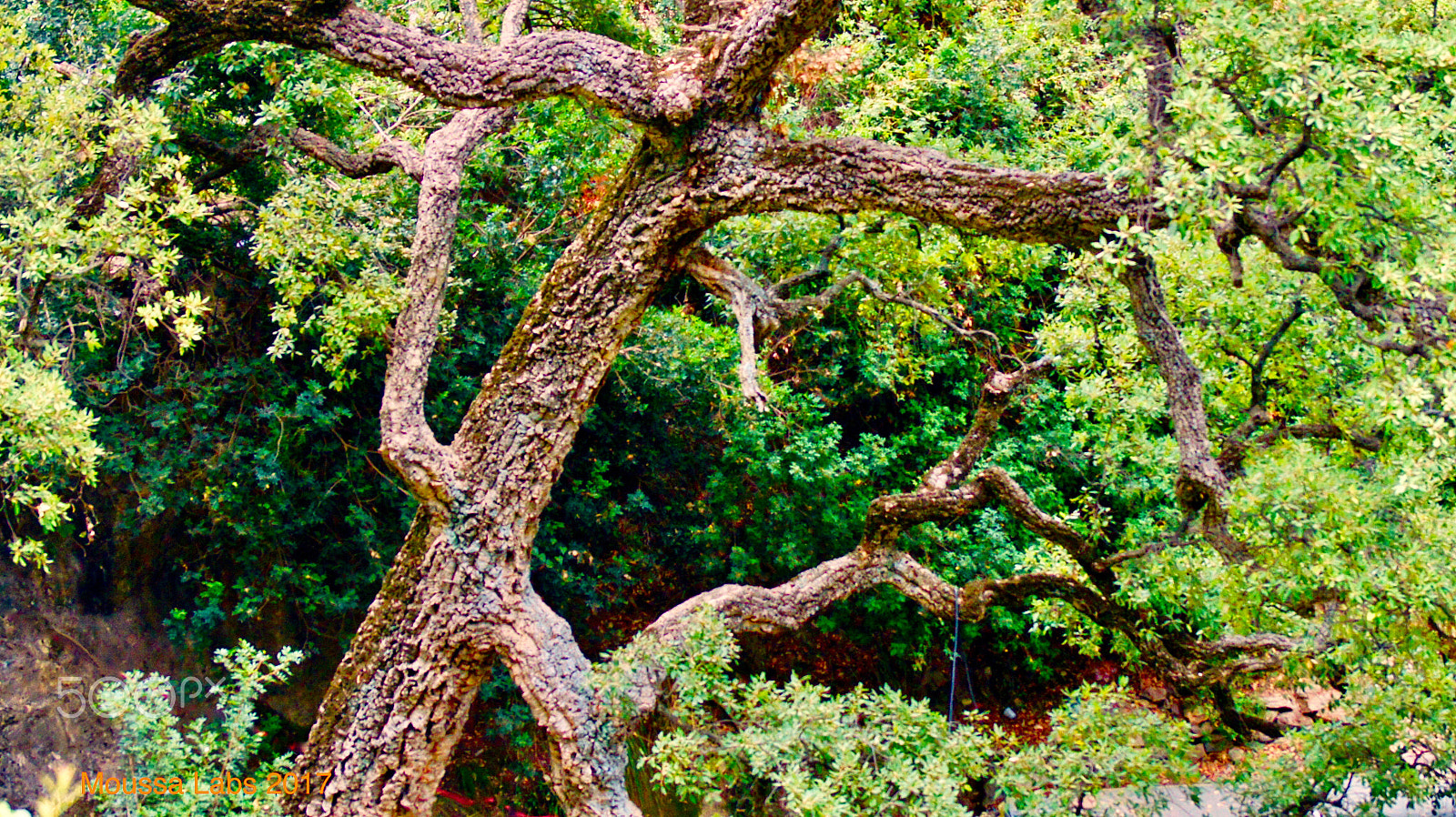 Sony Alpha DSLR-A550 sample photo. Tree photography