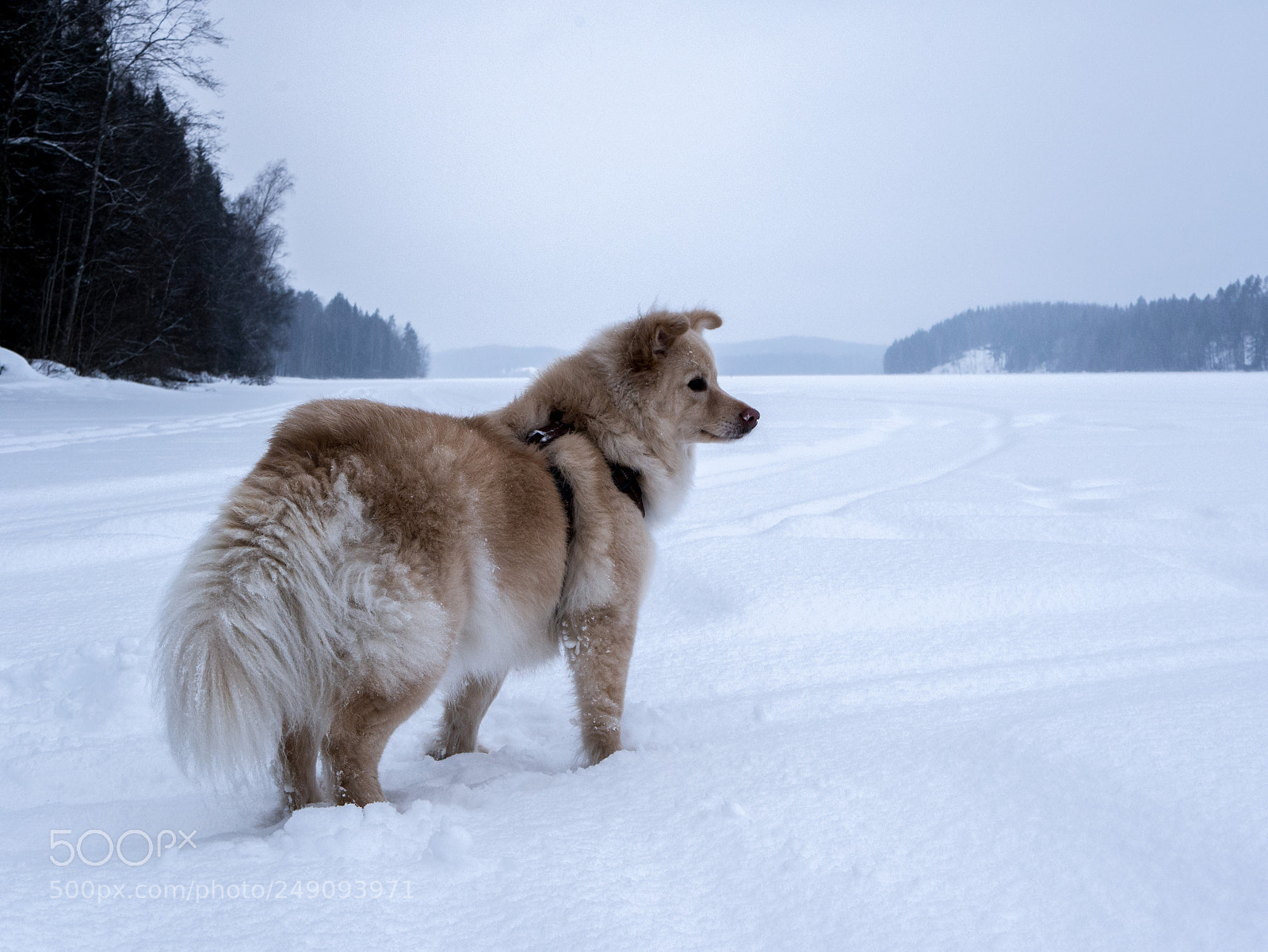Panasonic Lumix DMC-G7 sample photo. Lake dog photography