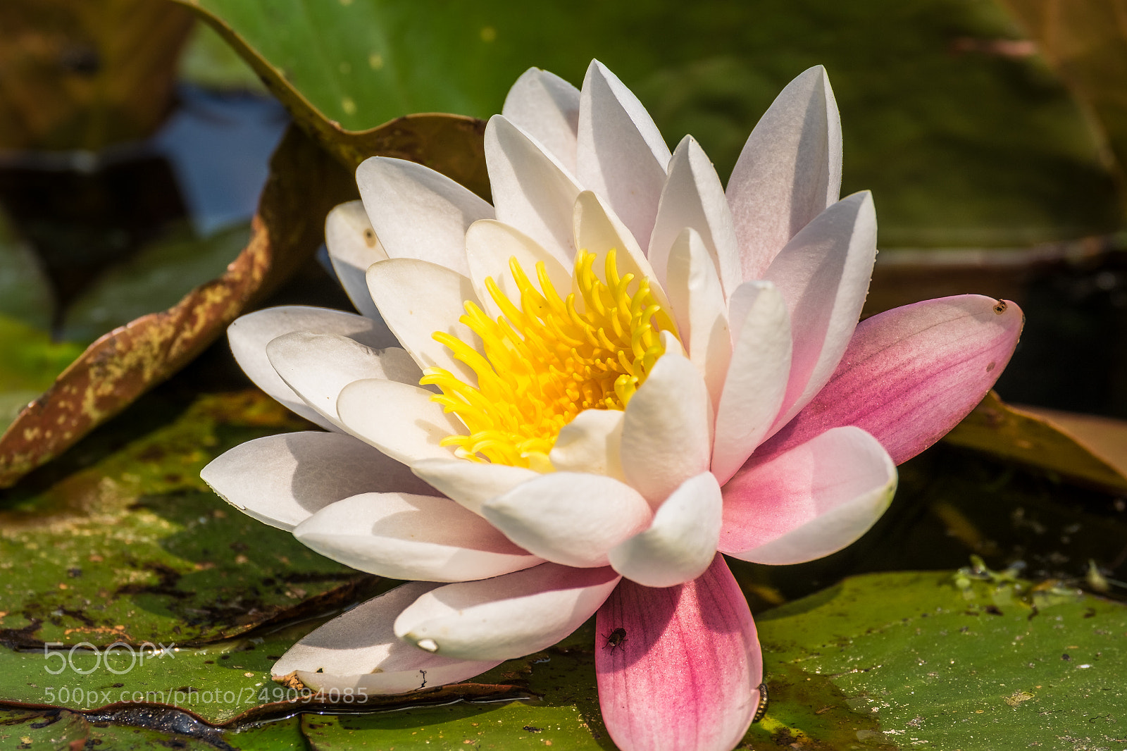 Fujifilm X-T1 sample photo. Wei e seerose nymphaea photography