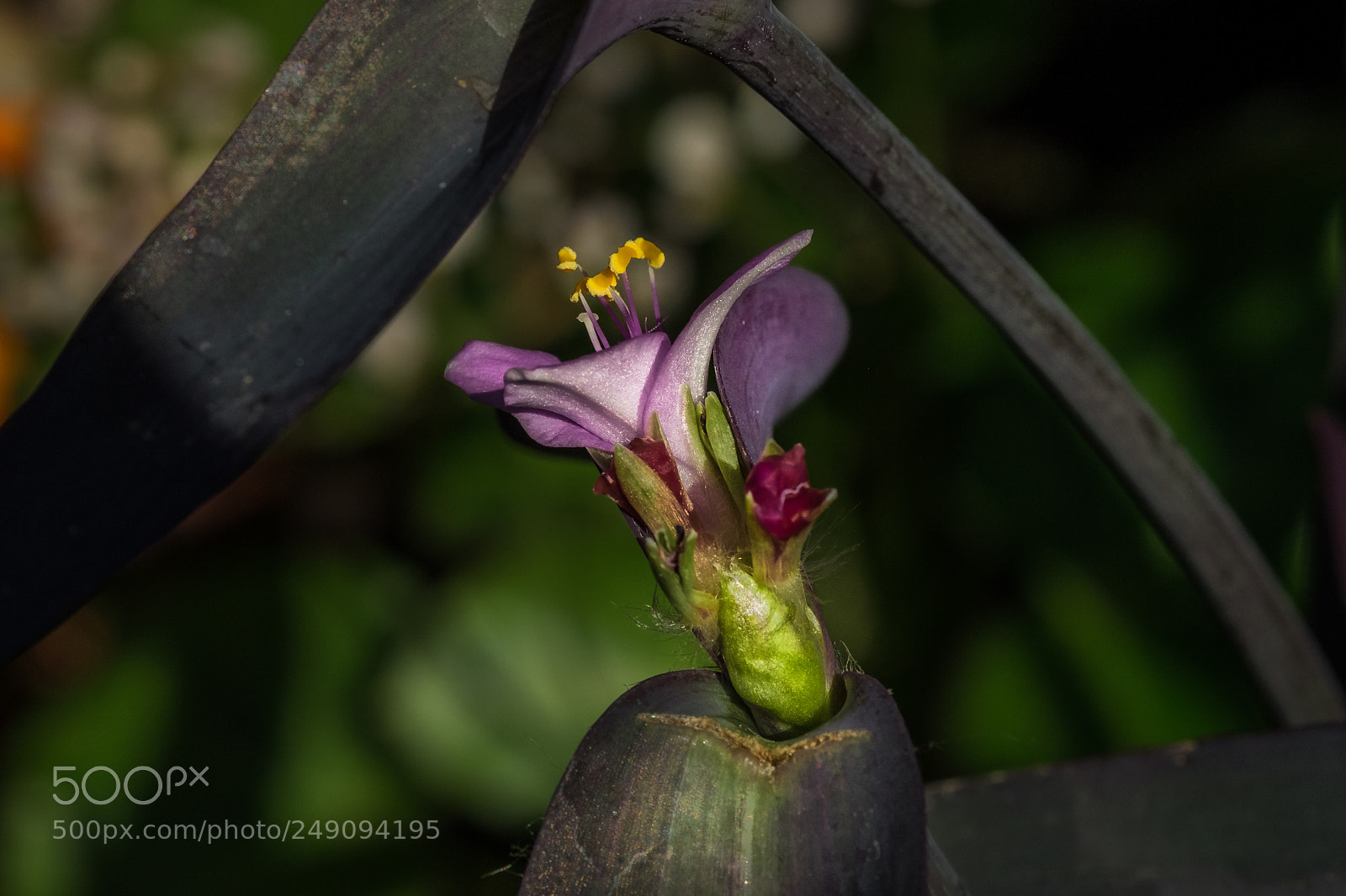 Fujifilm X-T1 sample photo. Mexikanische dreimasterblume (tradescantia pallida) photography
