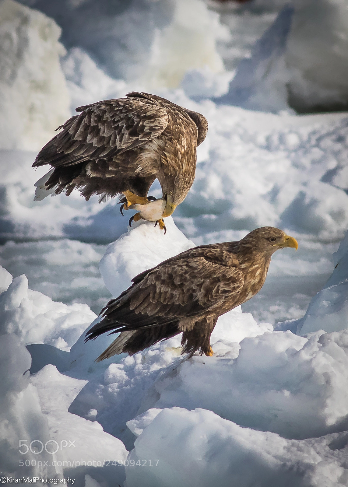 Canon EOS 7D Mark II sample photo. White tailed eagle catch photography