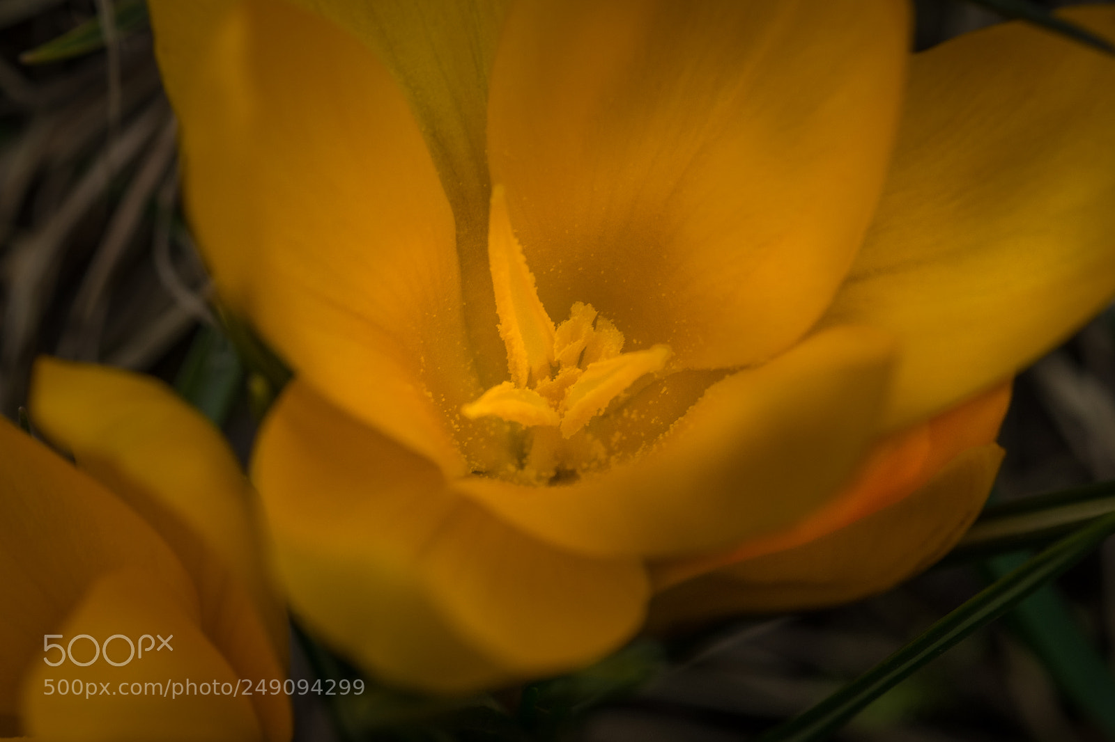 Fujifilm X-T1 sample photo. Inside view crocus photography