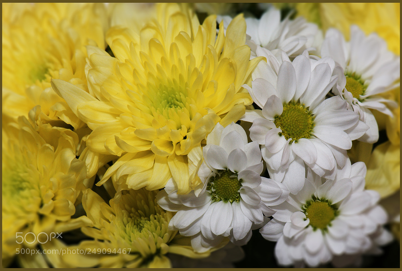 Nikon D610 sample photo. Floral symphony photography