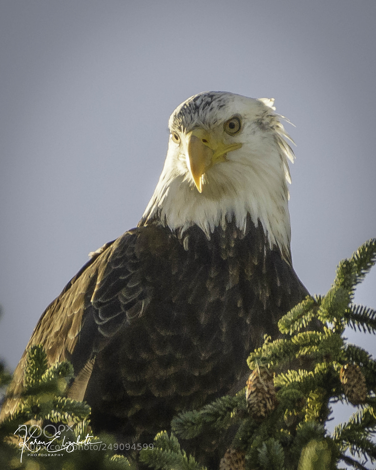 Nikon D600 sample photo. Juvenile bald eagle photography