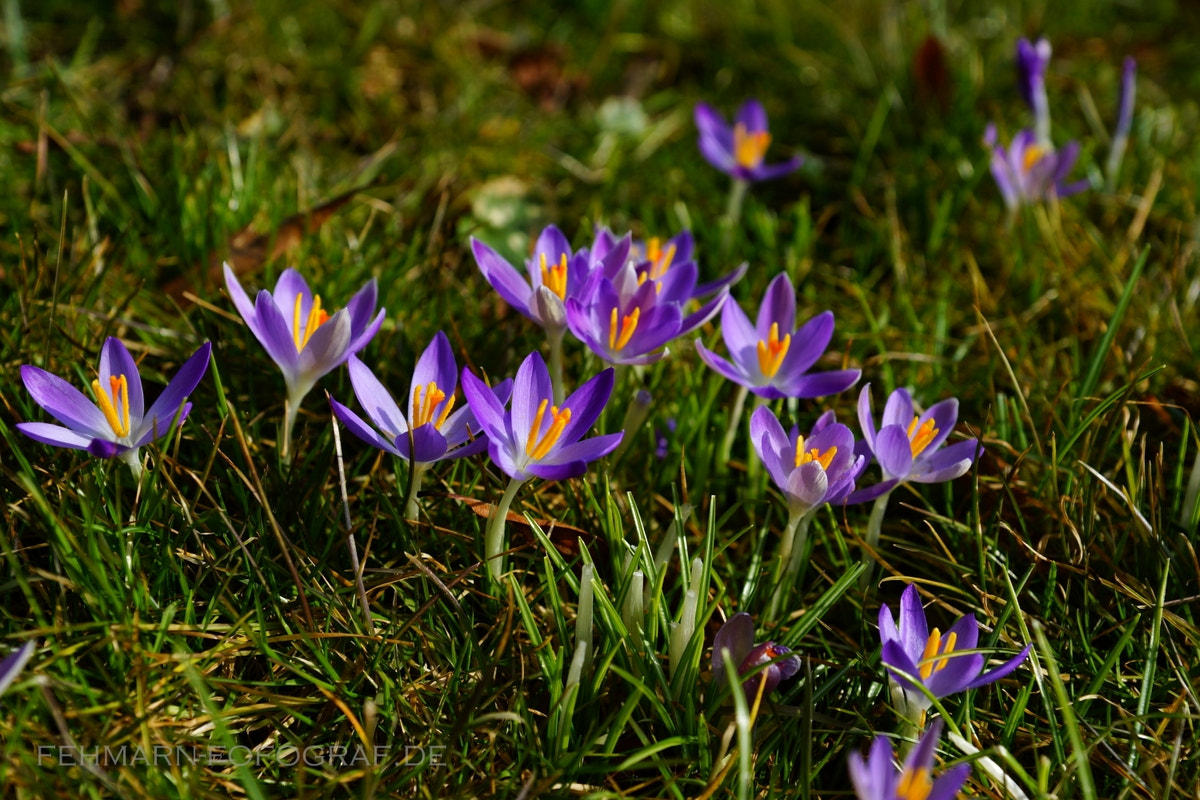 Sony SLT-A77 + Sony DT 16-50mm F2.8 SSM sample photo. Flowers... photography