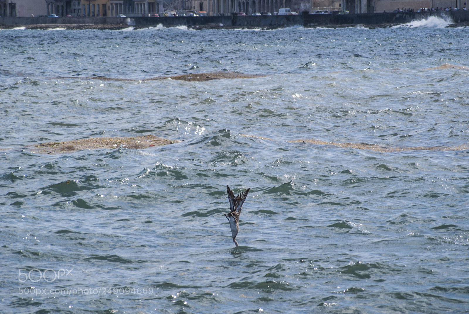 Sony Alpha DSLR-A330 sample photo. Too late! photography