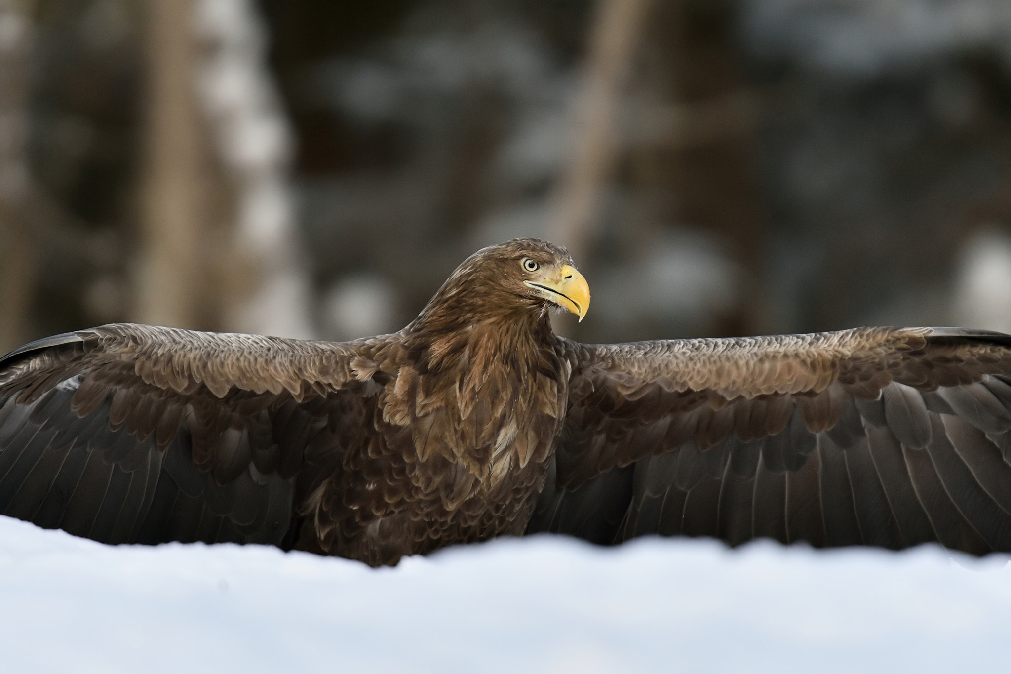 Nikon D4S + Nikon AF-S Nikkor 400mm F2.8G ED VR II sample photo. Royal eagle wingspread on snow photography
